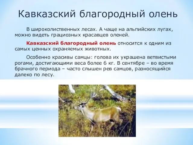 Кавказский благородный олень В широколиственных лесах. А чаще на альпийских