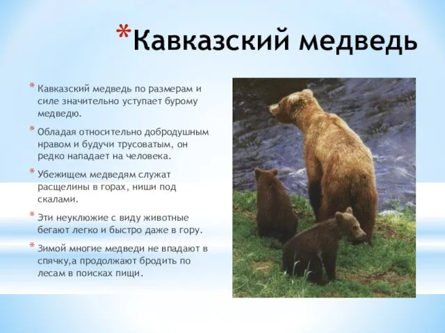 Кавказский медведь Кавказский медведь по размерам и силе значительно уступает