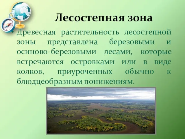 Лесостепная зона Древесная растительность лесостепной зоны представлена березовыми и осиново-березовыми