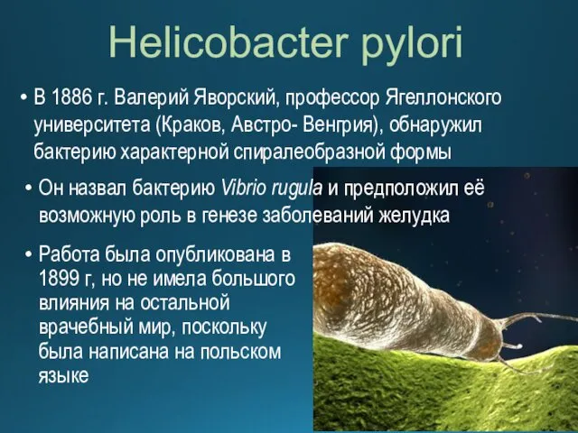 Helicobacter pylori Работа была опубликована в 1899 г, но не