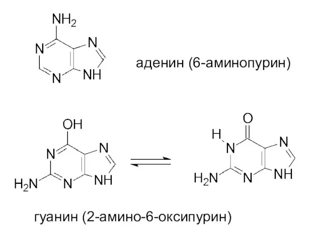 аденин (6-аминопурин) гуанин (2-амино-6-оксипурин)