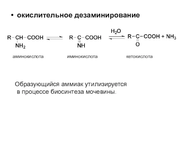 окислительное дезаминирование аминокислота иминокислота кетокислота Образующийся аммиак утилизируется в процессе биосинтеза мочевины.