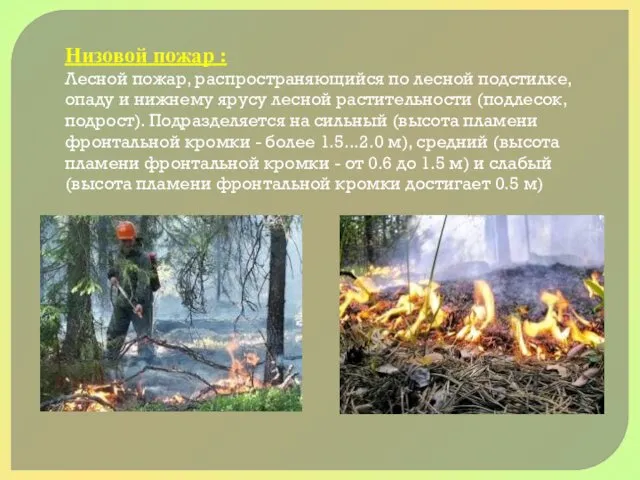 Низовой пожар : Лесной пожар, распространяющийся по лесной подстилке, опаду