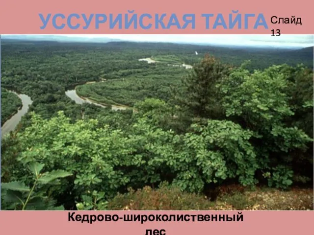 УССУРИЙСКАЯ ТАЙГА Кедрово-широколиственный лес Слайд 13