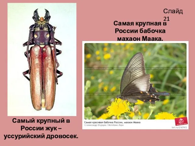Самый крупный в России жук – уссурийский дровосек. Самая крупная
