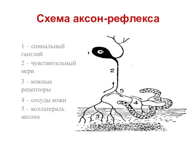 Схема аксон-рефлекса 1 – спинальный ганглий 2 – чувствительный нерв 3 – кожные