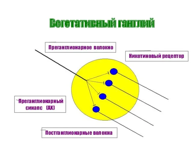 Вегетативный ганглий Преганглионарное волокно Постганглионарные волокна Преганглионарный синапс (АХ) Никотиновый рецептор