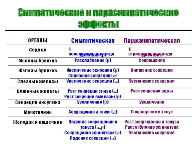 Симпатические и парасимпатические эффекты