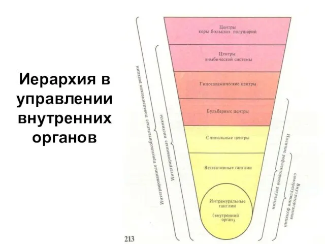 Иерархия в управлении внутренних органов