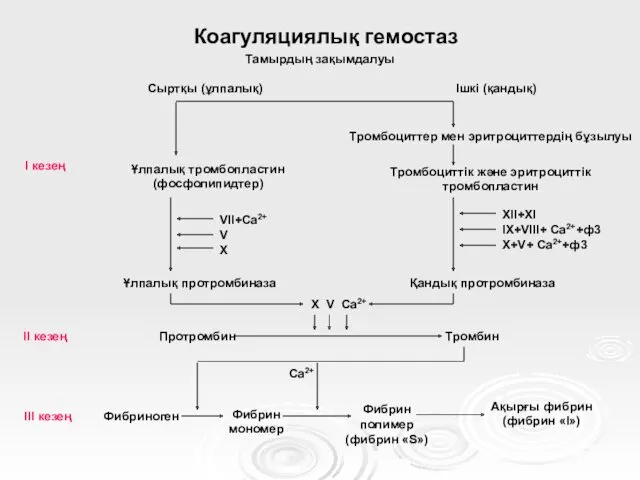 Коагуляциялық гемостаз Тромбоциттер мен эритроциттердің бұзылуы Сыртқы (ұлпалық) Ұлпалық тромбопластин