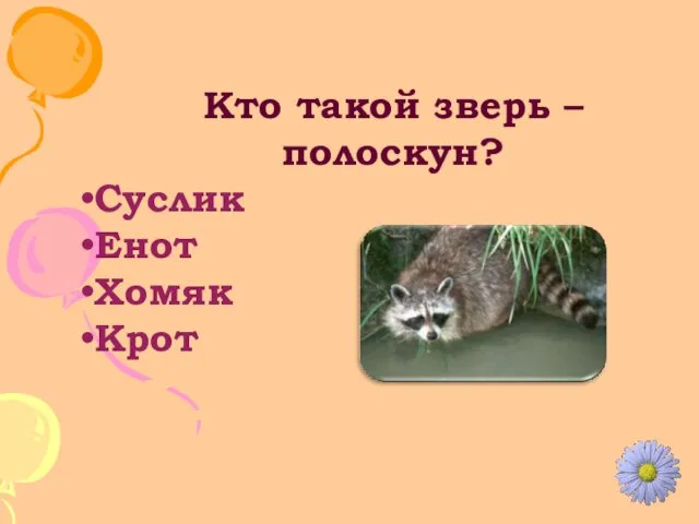 Кто такой зверь – полоскун? Суслик Енот Хомяк Крот