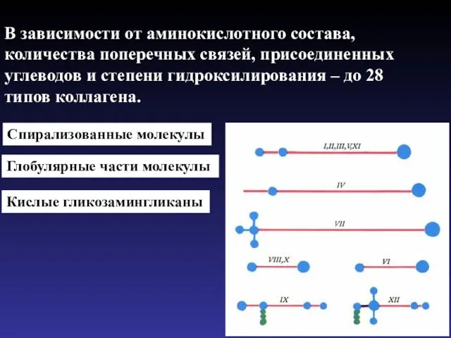 В зависимости от аминокислотного состава, количества поперечных связей, присоединенных углеводов