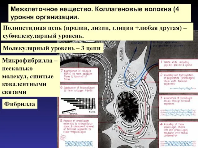 Межклеточное вещество. Коллагеновые волокна (4 уровня организации. Полипетидная цепь (пролин,