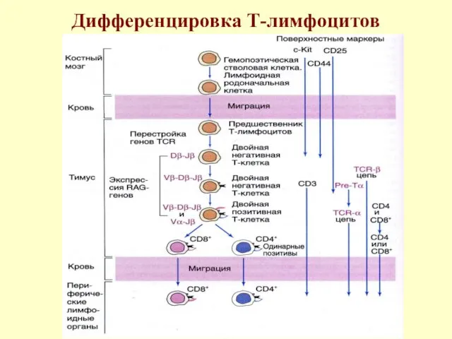 Дифференцировка Т-лимфоцитов