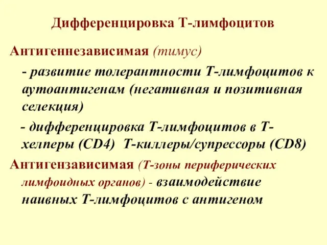 Дифференцировка Т-лимфоцитов Антигеннезависимая (тимус) - развитие толерантности Т-лимфоцитов к аутоантигенам (негативная и позитивная