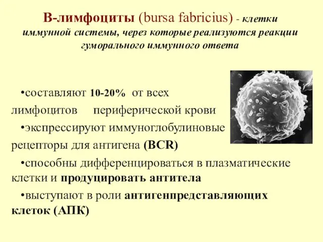 В-лимфоциты (bursa fabricius) - клетки иммунной системы, через которые реализуются реакции гуморального иммунного