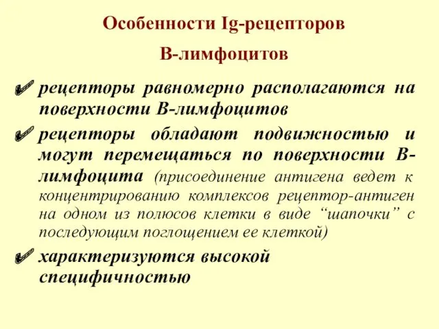 Особенности Ig-рецепторов В-лимфоцитов рецепторы равномерно располагаются на поверхности В-лимфоцитов рецепторы обладают подвижностью и