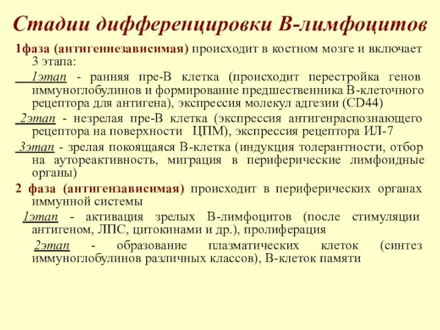 Стадии дифференцировки В-лимфоцитов 1фаза (антигеннезависимая) происходит в костном мозге и включает 3 этапа: