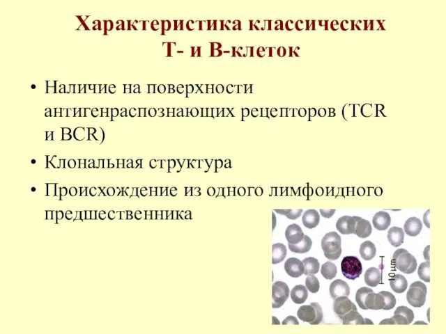 Характеристика классических Т- и В-клеток Наличие на поверхности антигенраспознающих рецепторов