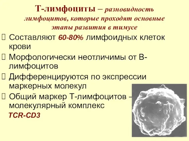 Т-лимфоциты – разновидность лимфоцитов, которые проходят основные этапы развития в