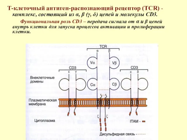 Т-клеточный антиген-распознающий рецептор (TCR) - комплекс, состоящий из α, β