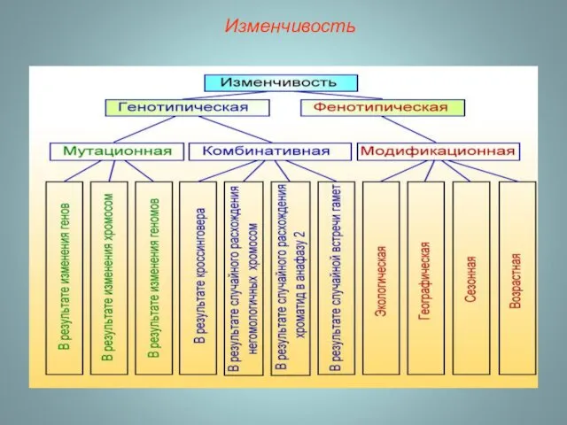 Изменчивость