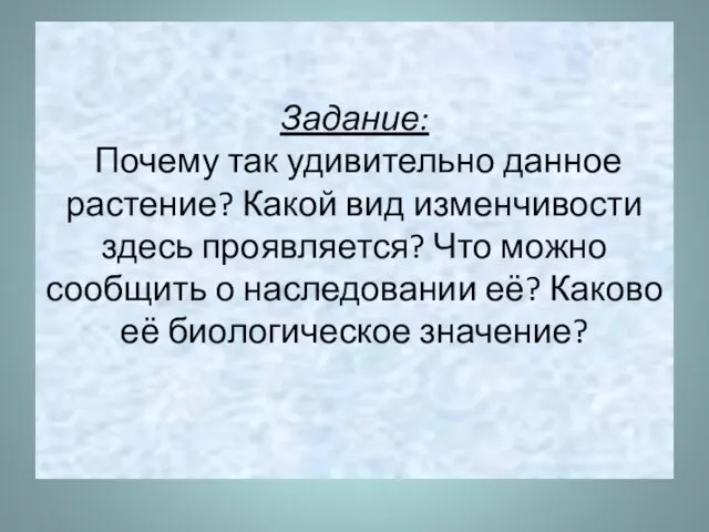 Задание: Почему так удивительно данное растение? Какой вид изменчивости здесь