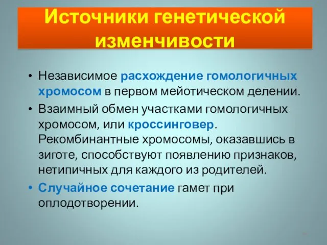 Источники генетической изменчивости Независимое расхождение гомологичных хромосом в первом мейотическом