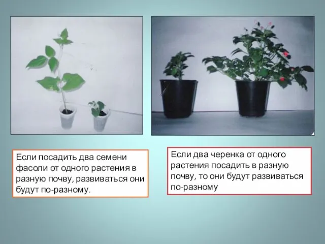 Если посадить два семени фасоли от одного растения в разную