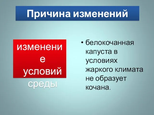 Причина изменений изменение условий среды белокочанная капуста в условиях жаркого климата не образует кочана.