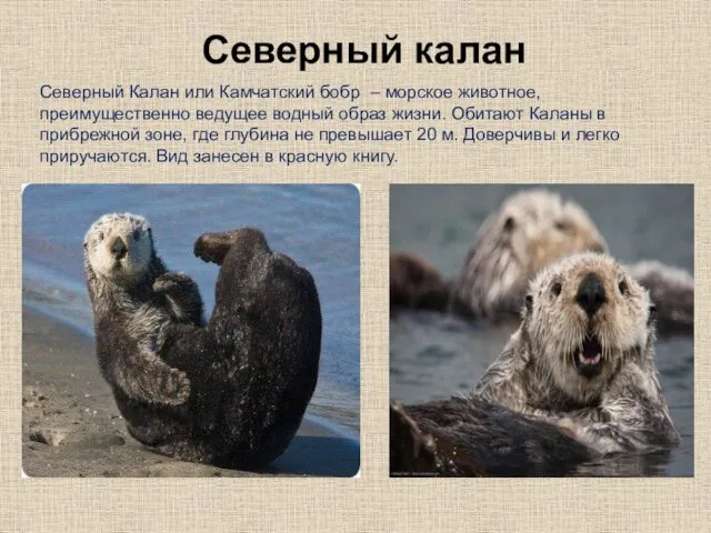 Северный Калан или Камчатский бобр – морское животное, преимущественно ведущее