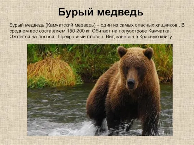 Бурый медведь (Камчатский медведь) – один из самых опасных хищников