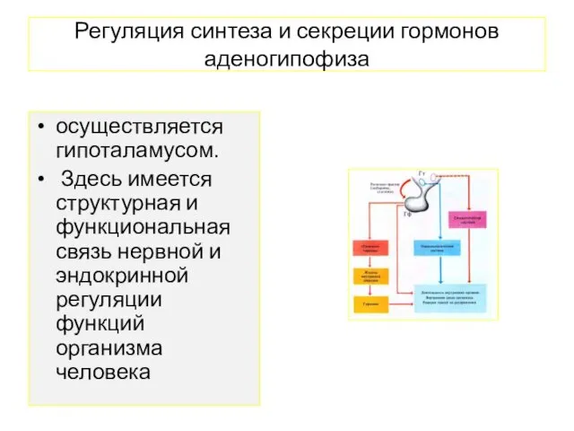 Регуляция синтеза и секреции гормонов аденогипофиза осуществляется гипоталамусом. Здесь имеется