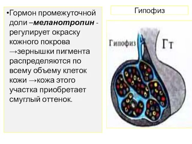 Гипофиз Гормон промежуточной доли –меланотропин - регулирует окраску кожного покрова