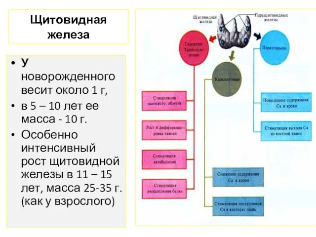 Щитовидная железа У новорожденного весит около 1 г, в 5