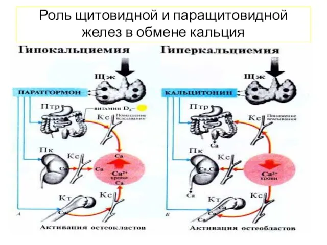 Роль щитовидной и паращитовидной желез в обмене кальция