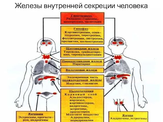 Железы внутренней секреции человека