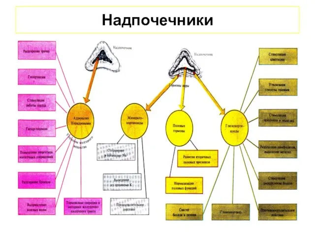 Надпочечники