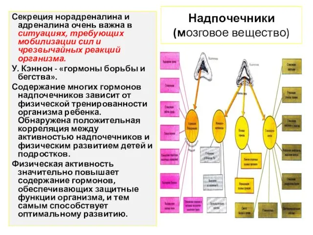 Надпочечники (мозговое вещество) Секреция норадреналина и адреналина очень важна в