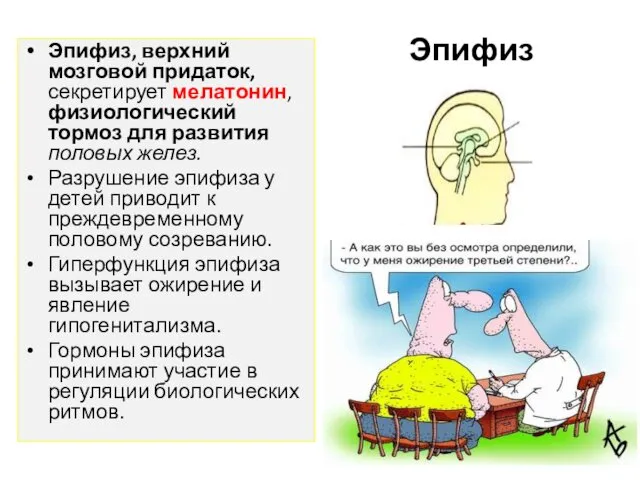 Эпифиз Эпифиз, верхний мозговой придаток, секретирует мелатонин, физиологический тормоз для