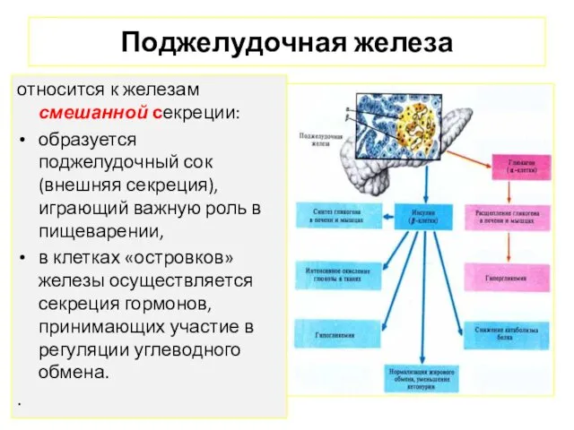 Поджелудочная железа относится к железам смешанной секреции: образуется поджелудочный сок