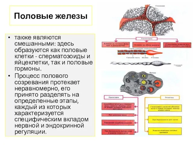 Половые железы также являются смешанными: здесь образуются как половые клетки