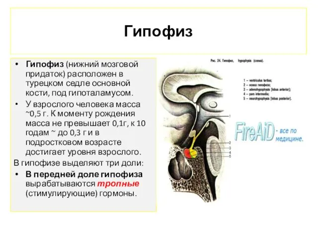 Гипофиз Гипофиз (нижний мозговой придаток) расположен в турецком седле основной