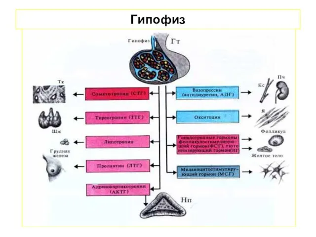 Гипофиз