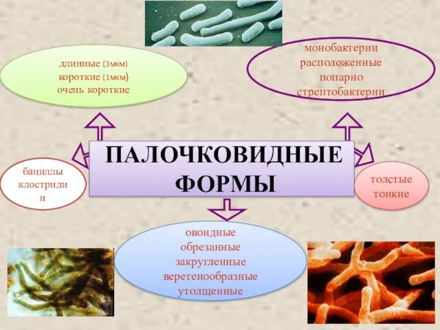 длинные (3мкм) короткие (1мкм) очень короткие монобактерии расположенные попарно стрептобактерии