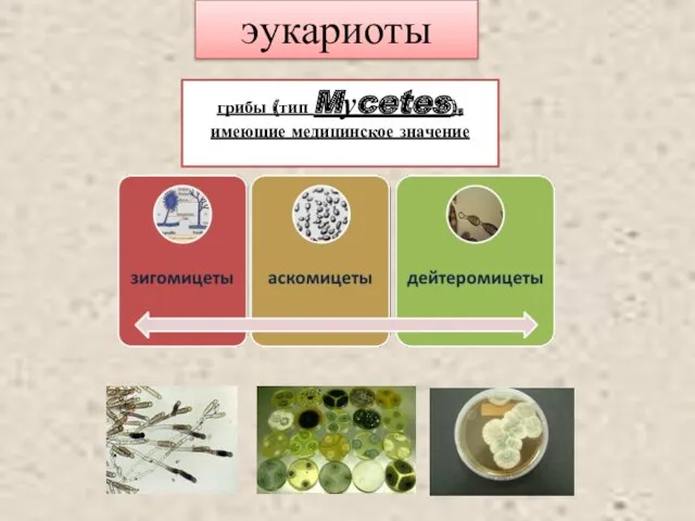 грибы (тип Mуcetes), имеющие медицинское значение эукариоты