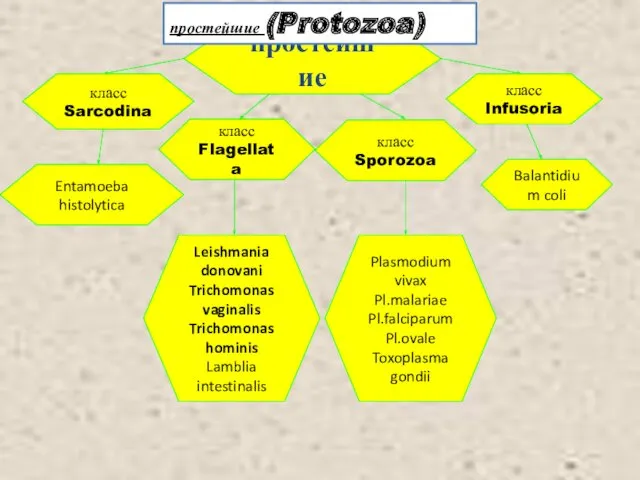 простейшие класс Sarcodina Entamoeba histolytica класс Flagellata Leishmania donovani Trichomonas