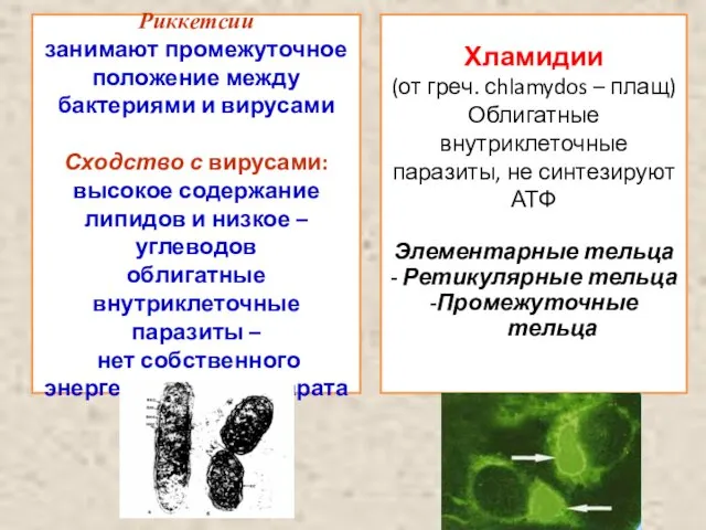 Риккетсии занимают промежуточное положение между бактериями и вирусами Сходство с