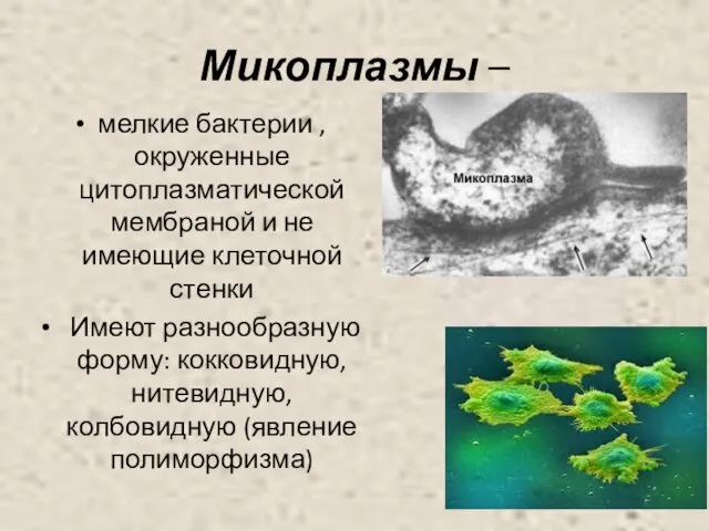 Микоплазмы – мелкие бактерии ,окруженные цитоплазматической мембраной и не имеющие