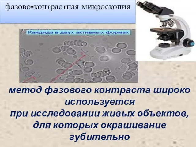 фазово-контрастная микроскопия метод фазового контраста широко используется при исследовании живых объектов, для которых окрашивание губительно